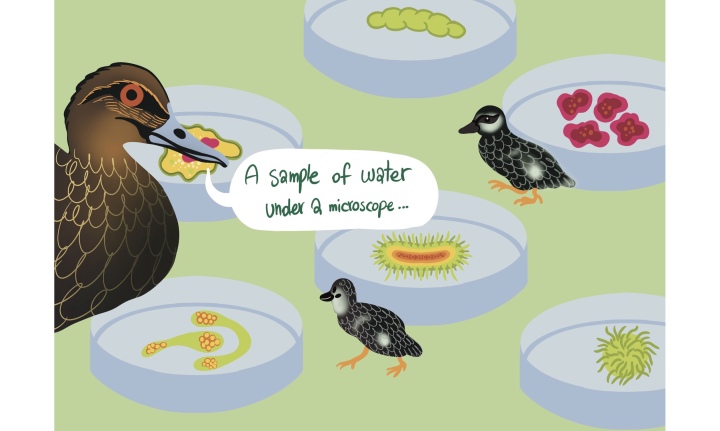 Illustration of a duck with petri dishes