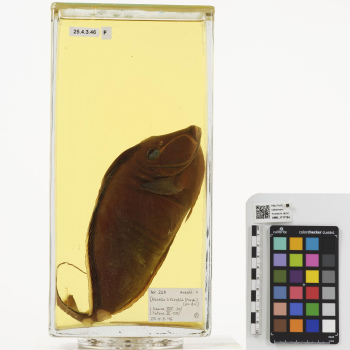 A fish preserved in alcohol