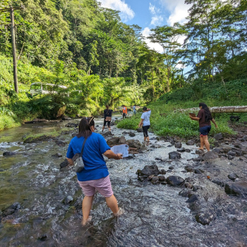 Students of the National University of Samoa wade through the river to take samples