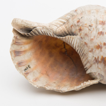 the opening of a large seashell